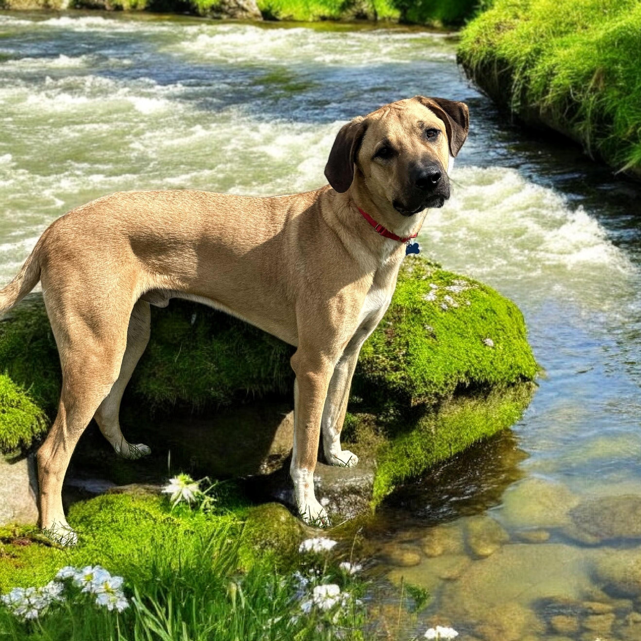 Enlarge Big Sam, a Adoptable mixed breed in Springfield, MO image 1/6