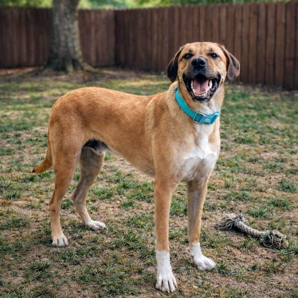 Enlarge Big Sam, a Adoptable mixed breed in Springfield, MO image 2/6