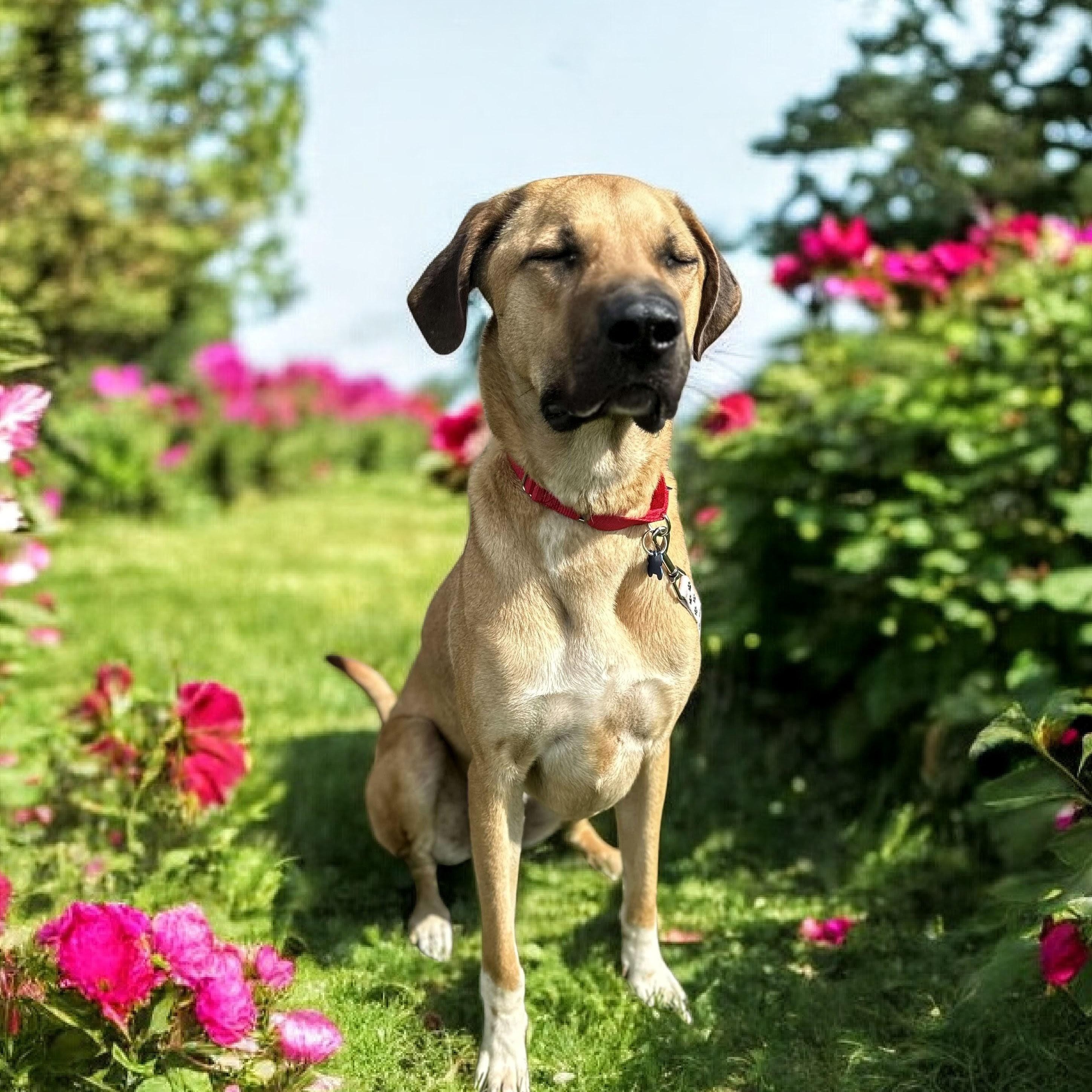 Enlarge Big Sam, a Adoptable mixed breed in Springfield, MO image 6/6