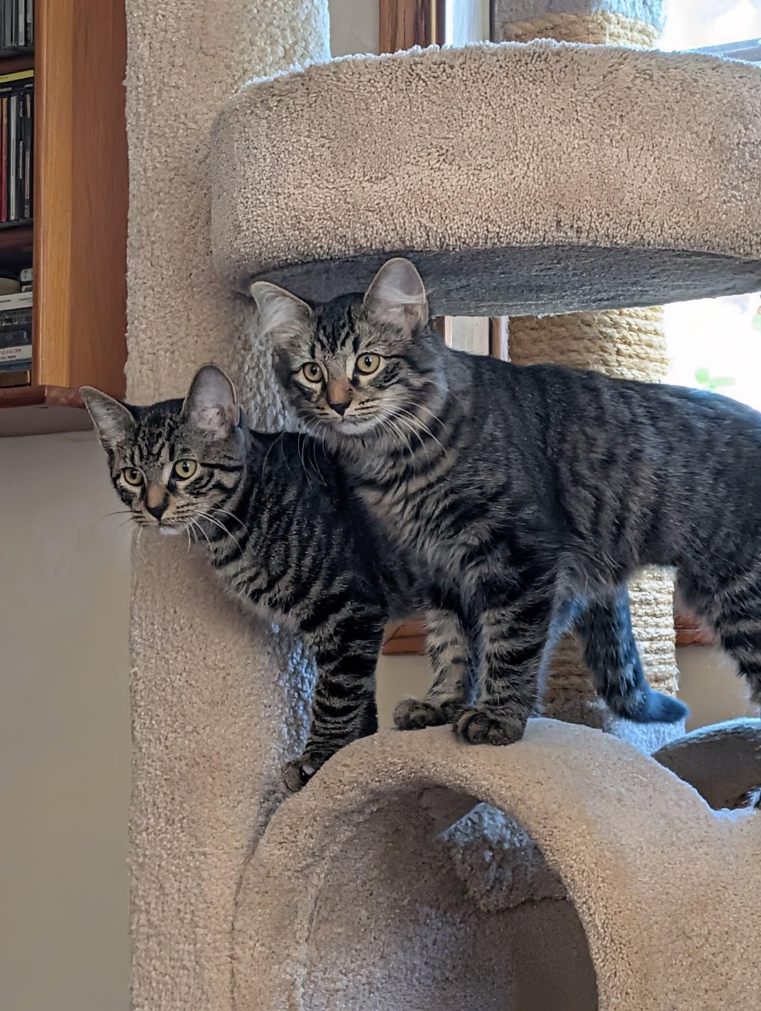 Cat for adoption - CHLOE and ZOEY ( Bonded ), a Domestic