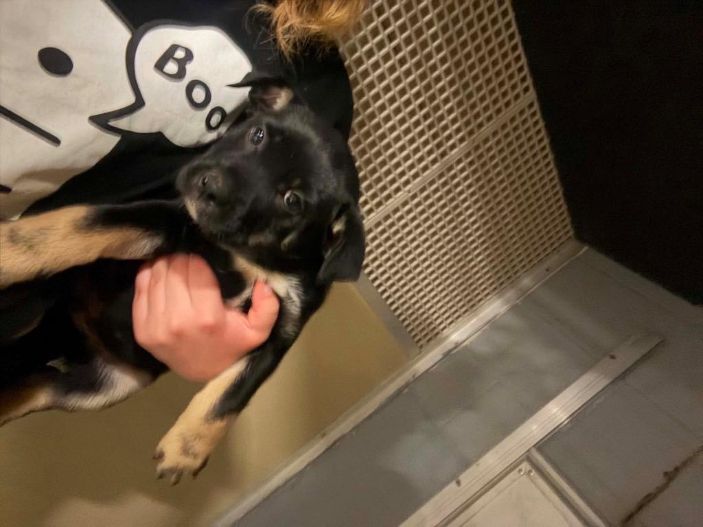 Enlarge Chip, a Adoptable mixed breed in Waverly, NY image 1/1