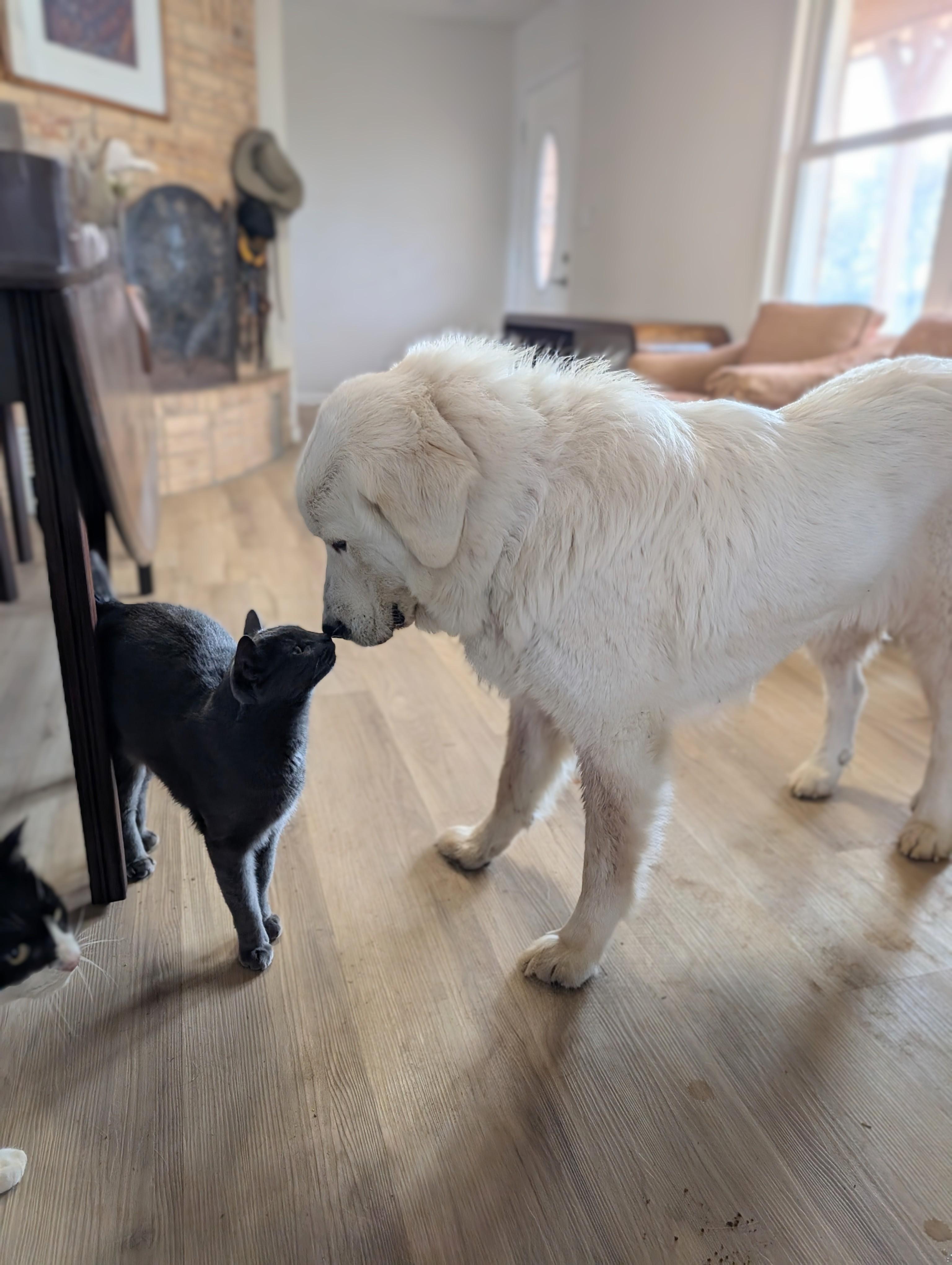 Enlarge Lagertha , a Adoptable Great Pyrenees in Nashville, TN image 2/6