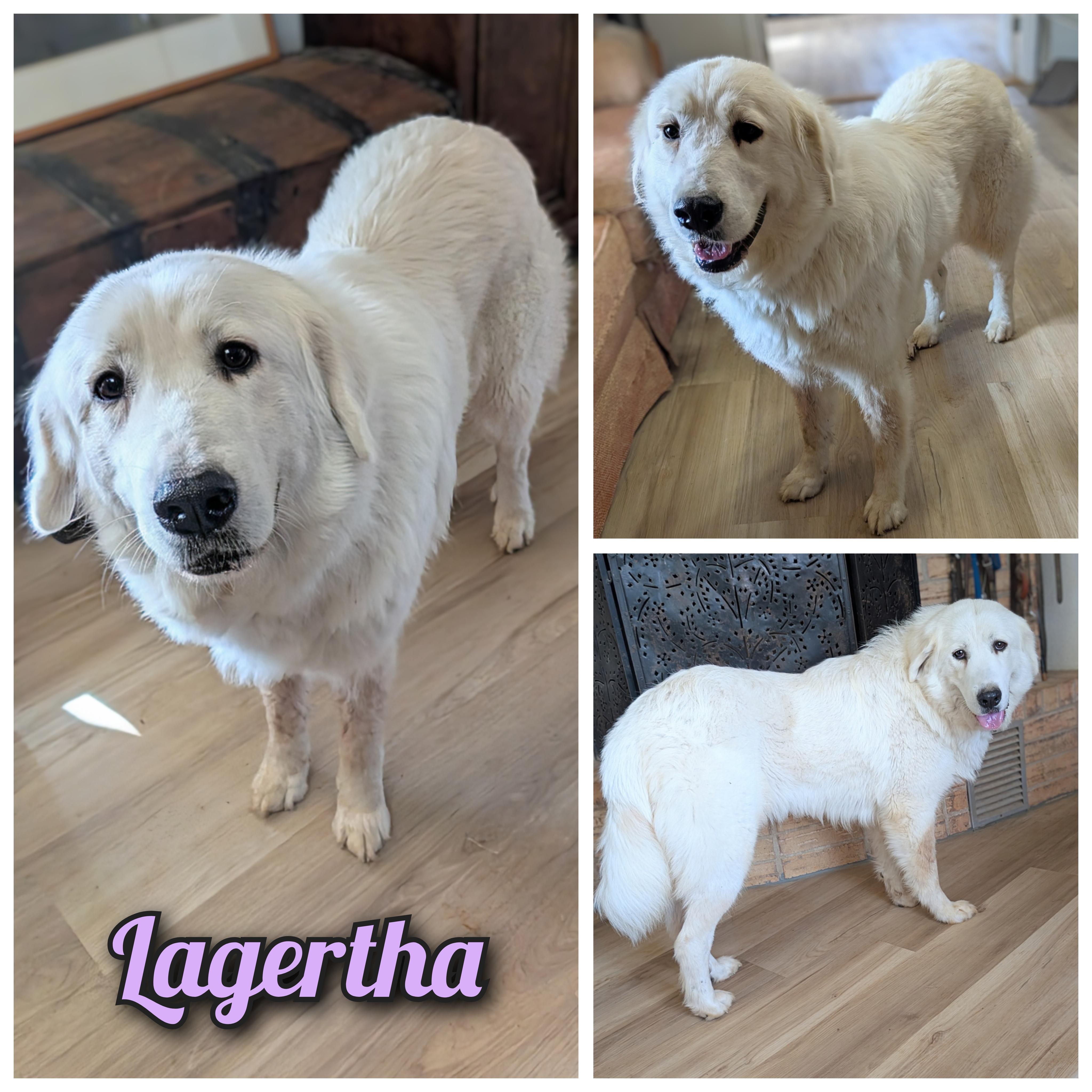 Enlarge Lagertha , a Adoptable Great Pyrenees in Nashville, TN image 1/6
