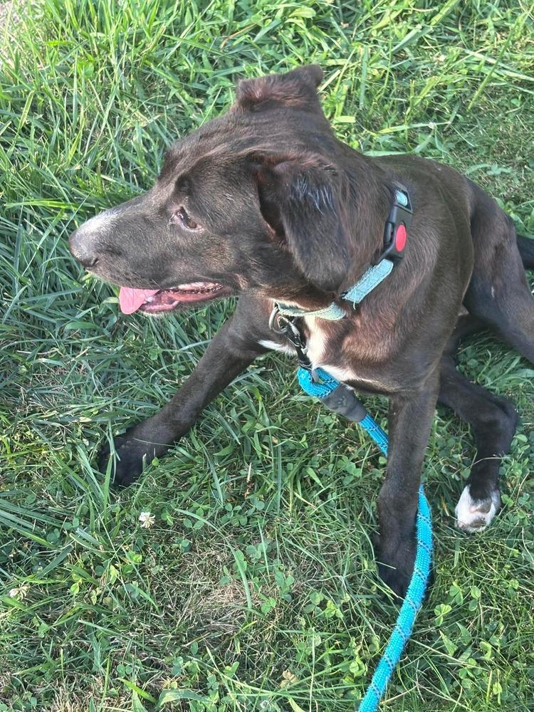 Mia, Adoptable, Puppy Female Retriever.