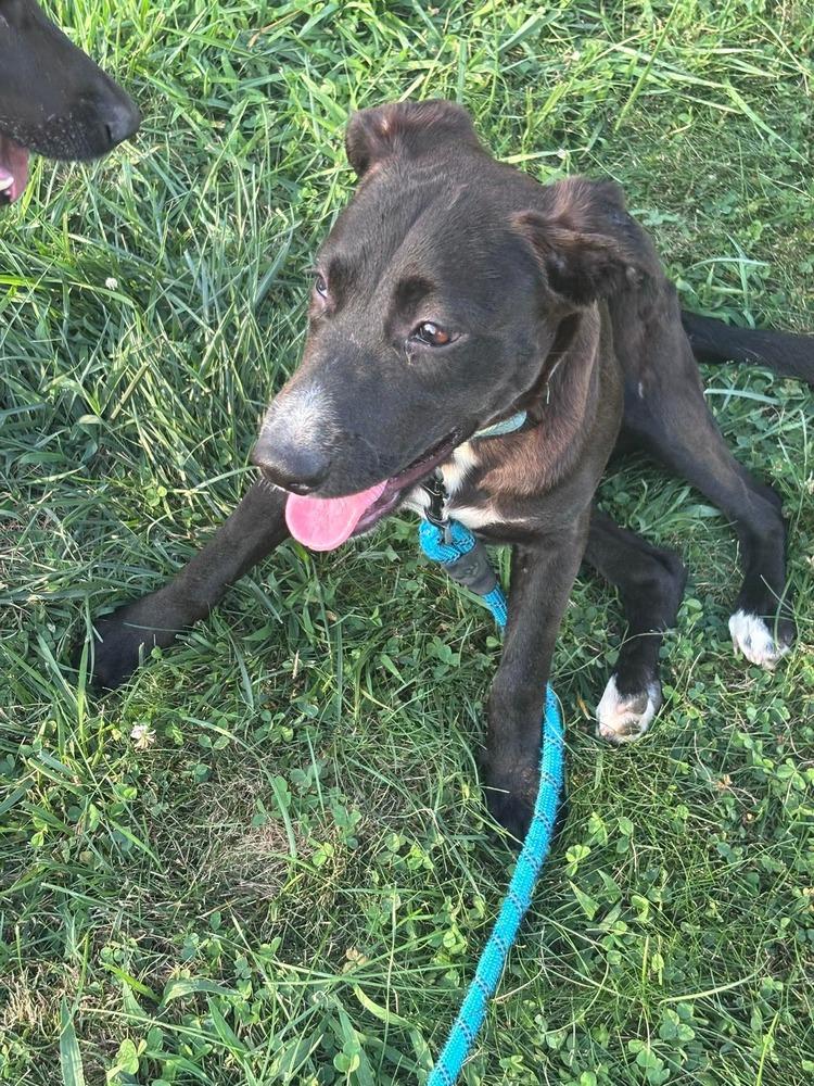 Enlarge Mia, a Adoptable mixed breed in Valley Stream, NY image 2/4