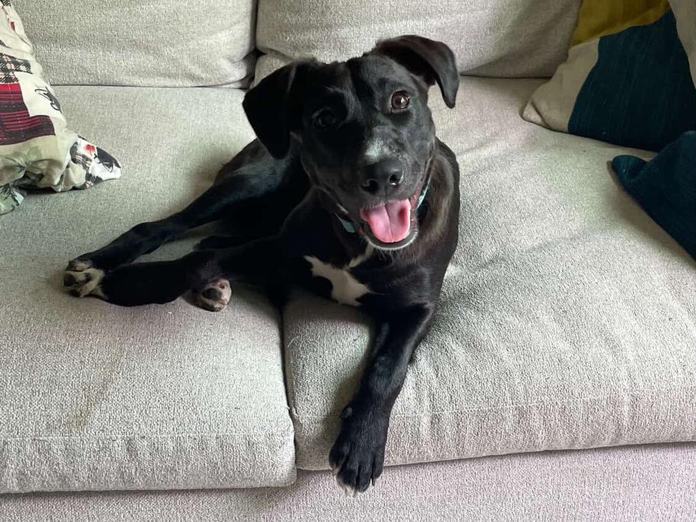 Enlarge Mia, a Adoptable mixed breed in Valley Stream, NY image 4/6