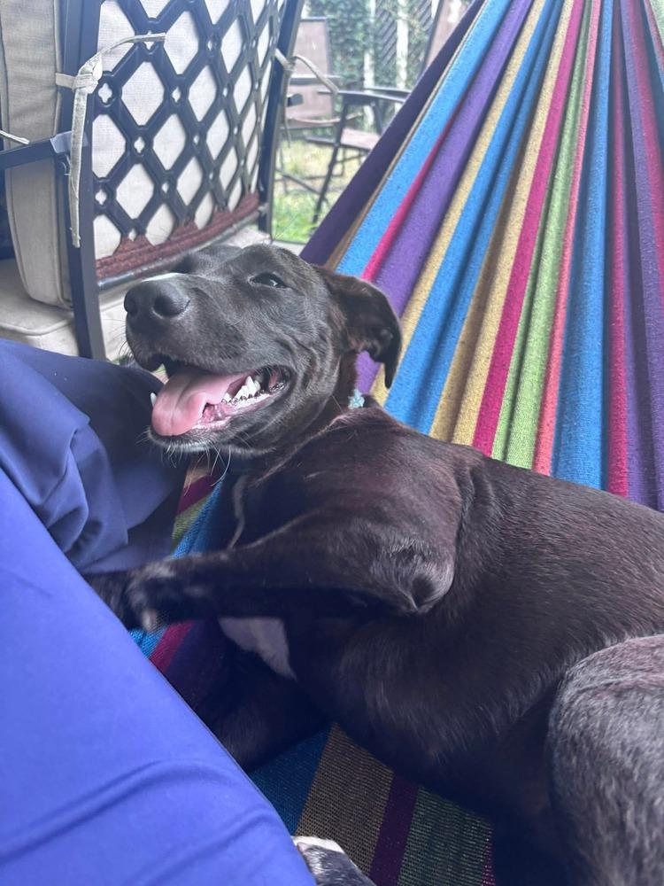 Enlarge Mia, a Adoptable mixed breed in Valley Stream, NY image 3/4