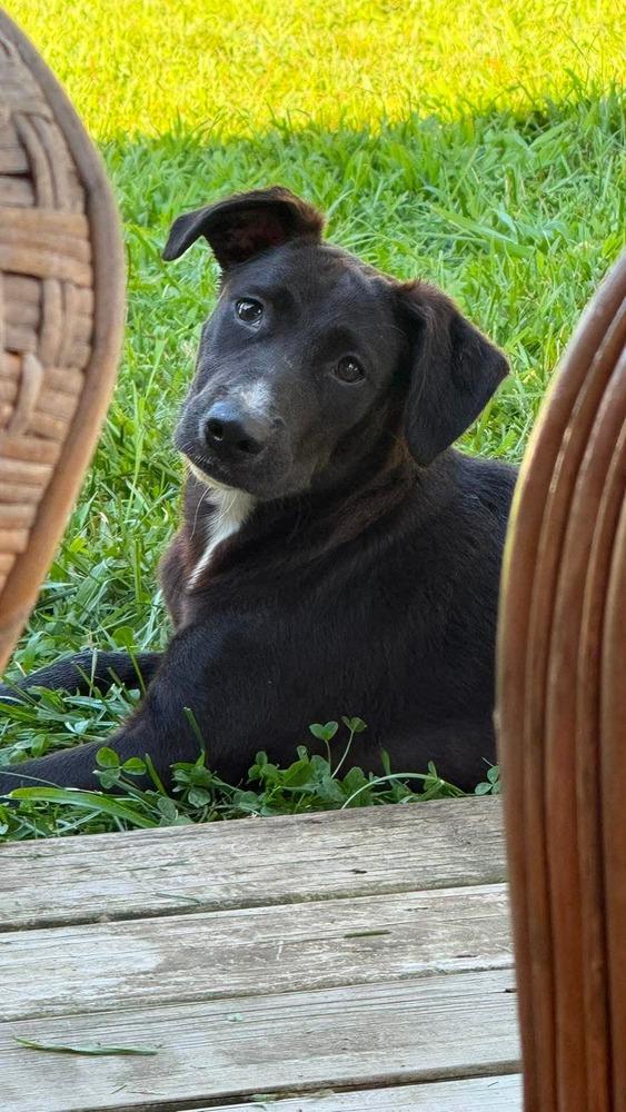 Enlarge Mia, a Adoptable mixed breed in Valley Stream, NY image 4/4