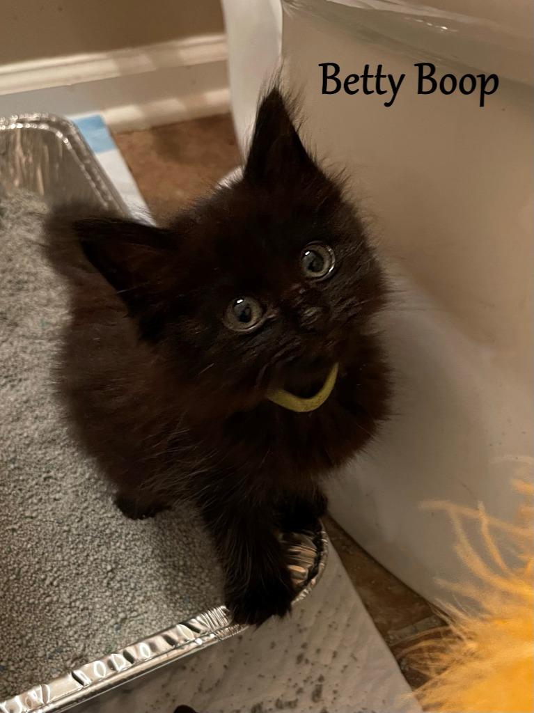 Betty Boop, Adoptable, Adult Female Domestic Long Hair.