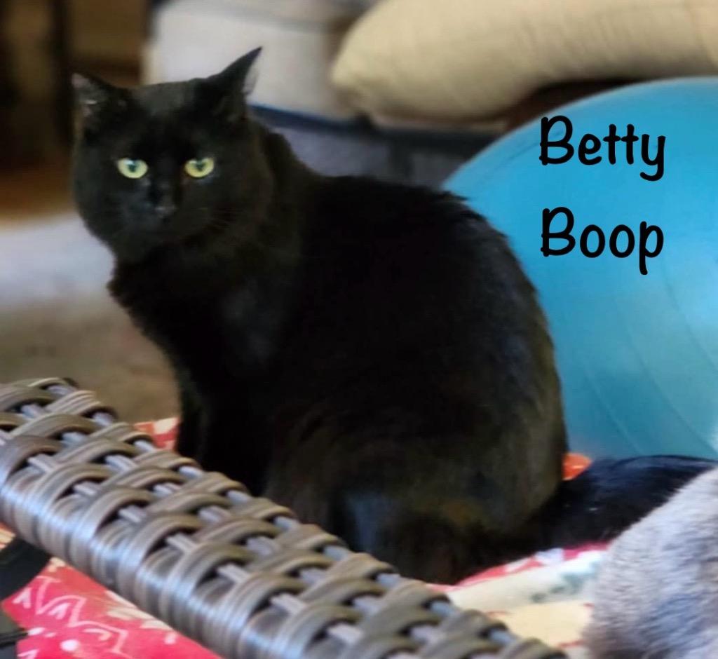Enlarge Betty Boop, a Adoptable mixed breed in Hoover , AL image 3/6