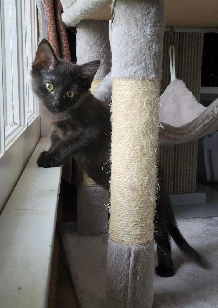 Enlarge Betty Boop, a Adoptable mixed breed in Hoover , AL image 5/6