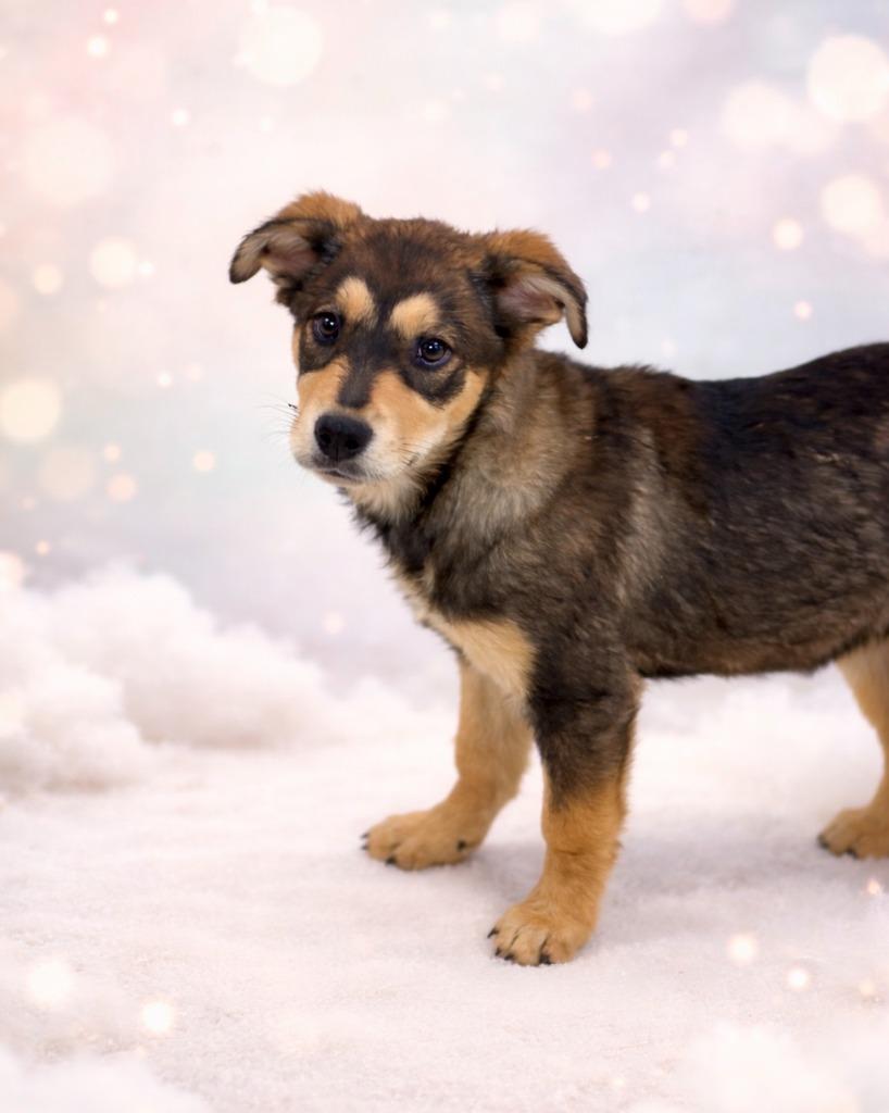 Enlarge Jacey, a Adoptable mixed breed in Rock Springs, WY image 1/1