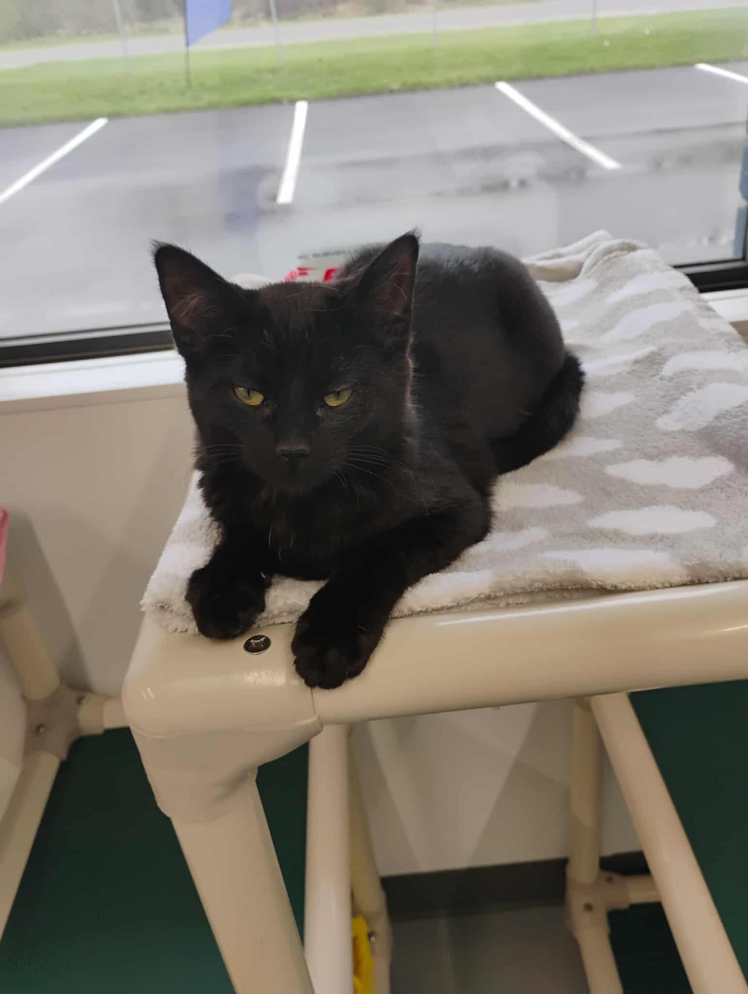 Enlarge Jubilee, a ADOPTABLE Domestic Short Hair in Kalamazoo, MI image 3/5