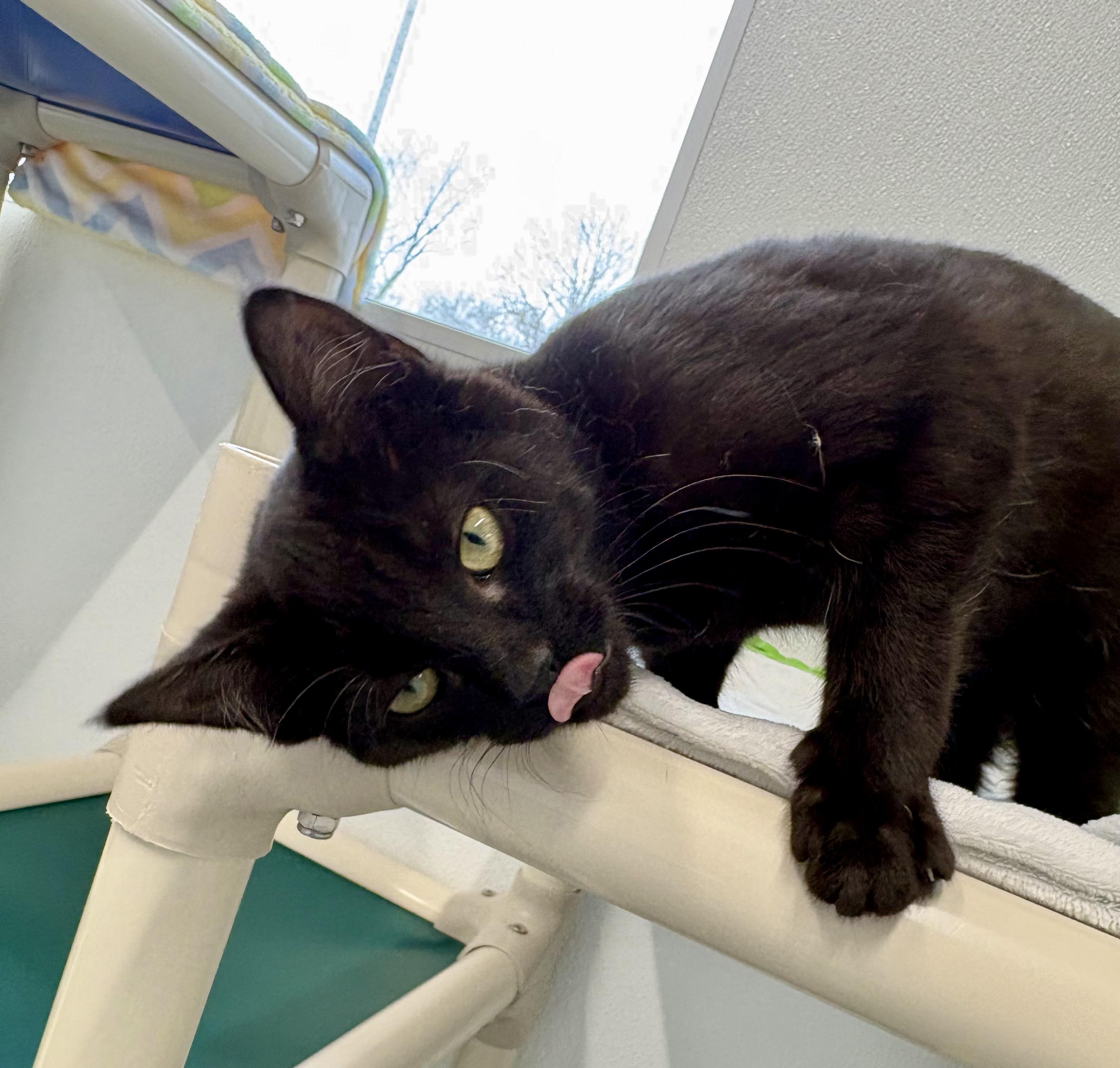 Enlarge Jubilee, a ADOPTABLE Domestic Short Hair in Kalamazoo, MI image 4/5