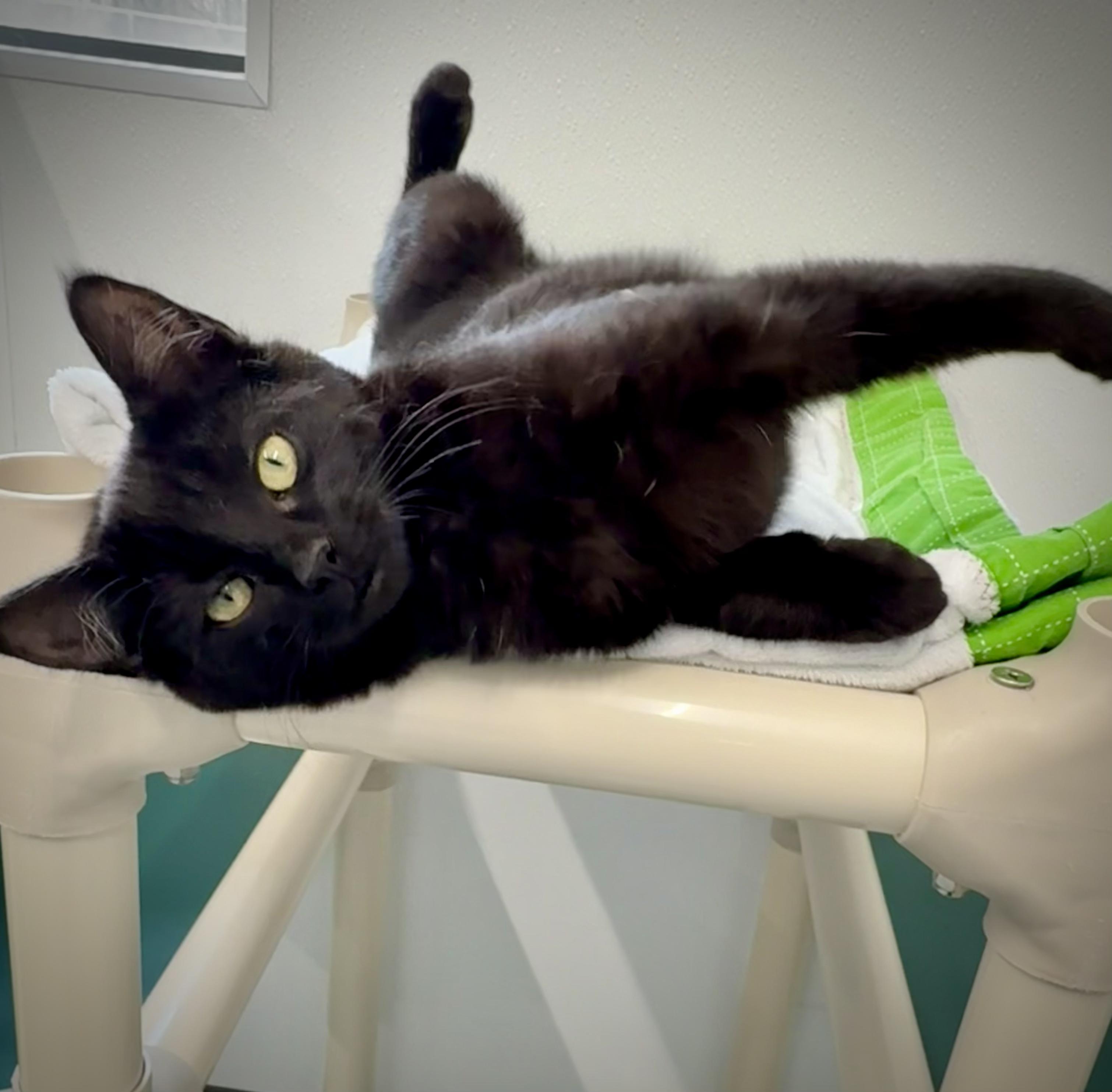 Enlarge Jubilee, a ADOPTABLE Domestic Short Hair in Kalamazoo, MI image 1/5