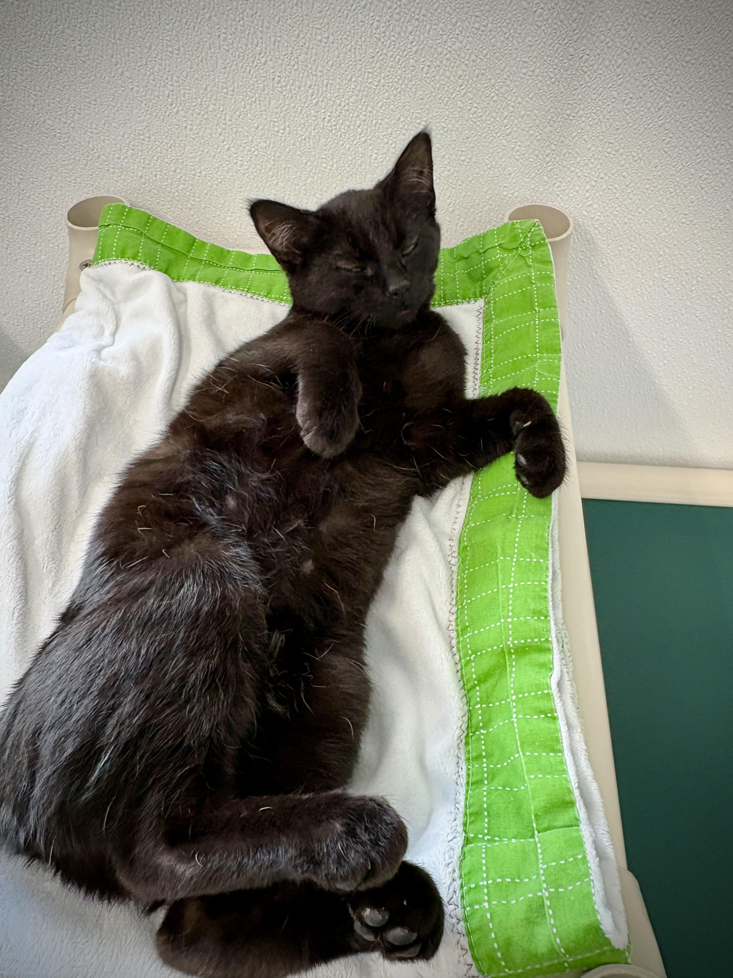 Enlarge Jubilee, a ADOPTABLE Domestic Short Hair in Kalamazoo, MI image 5/5