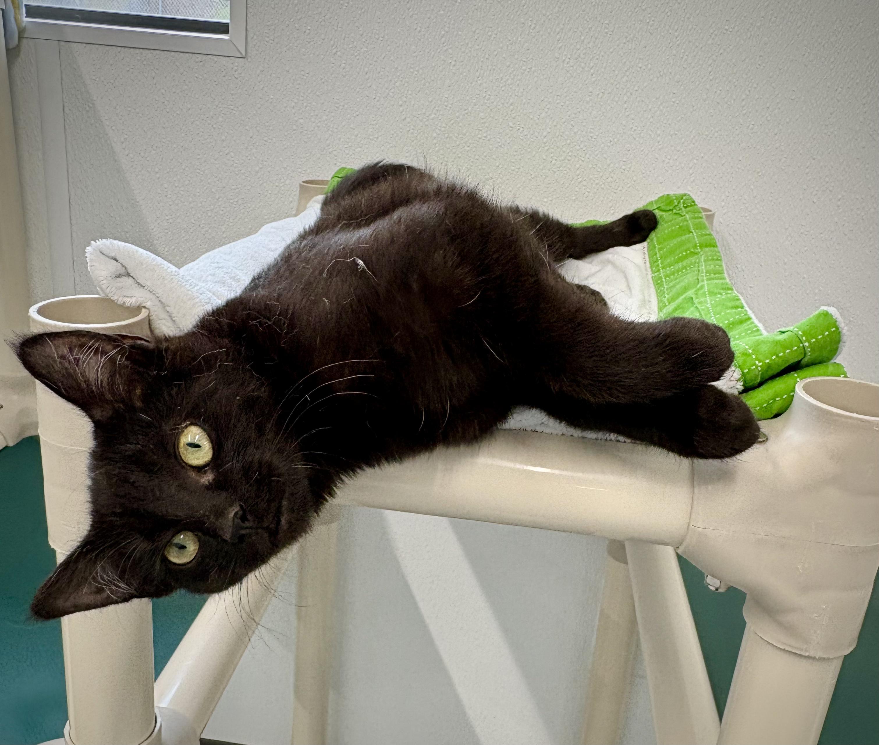 Enlarge Jubilee, a ADOPTABLE Domestic Short Hair in Kalamazoo, MI image 2/5