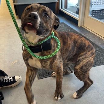 Banjo, Adoptable, Young Male Mixed Breed.
