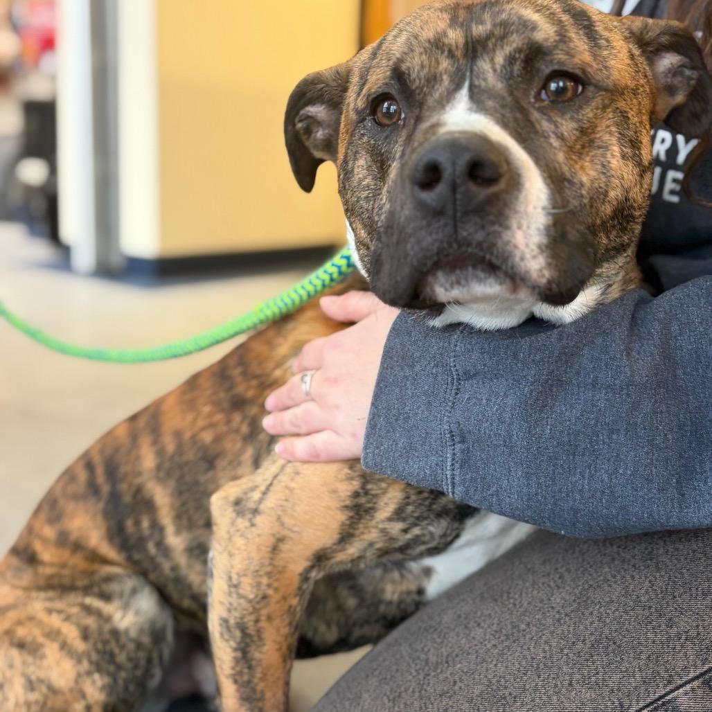 Enlarge Banjo, a Adoptable Mixed Breed in Morrisville, VT image 2/4