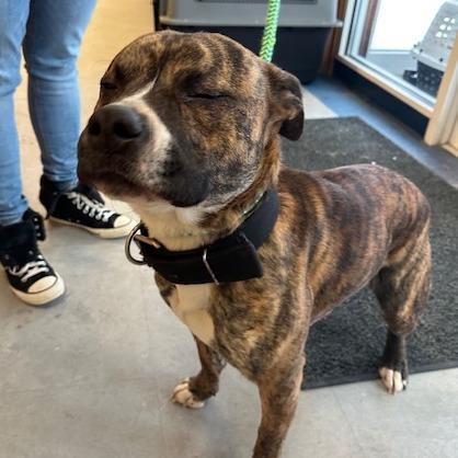 Enlarge Banjo, a Adoptable Mixed Breed in Morrisville, VT image 3/4