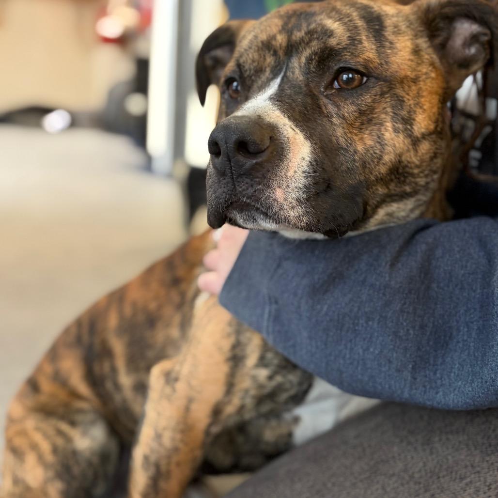 Enlarge Banjo, a Adoptable Mixed Breed in Morrisville, VT image 4/4