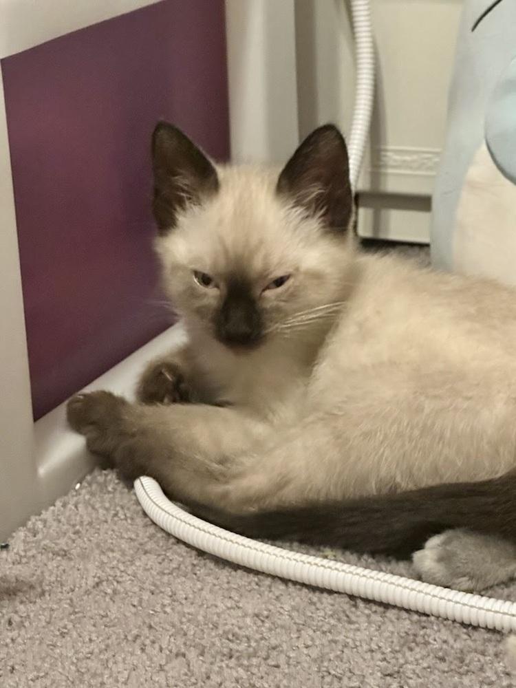 Enlarge Smokey, a Adoptable Siamese in Patchogue, NY image 1/6