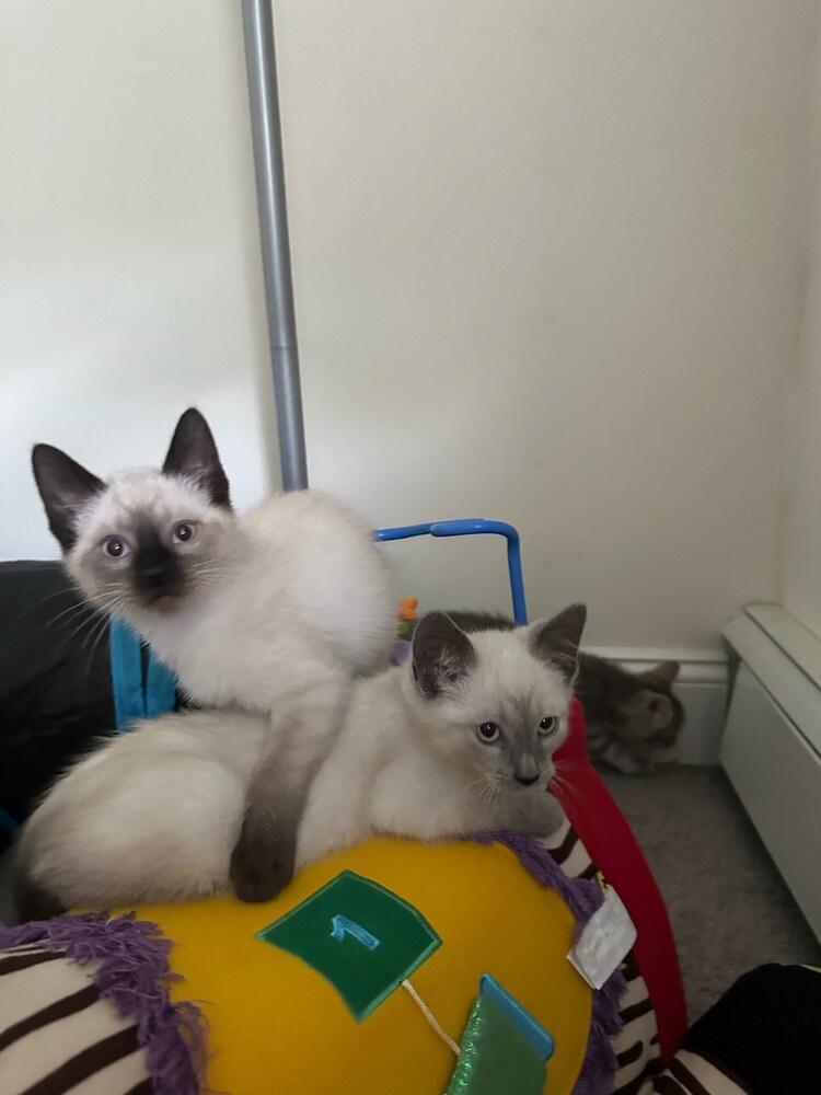 Enlarge Smokey, a Adoptable Siamese in Patchogue, NY image 2/6