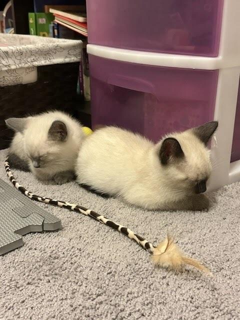 Enlarge Smokey, a Adoptable Siamese in Patchogue, NY image 5/6