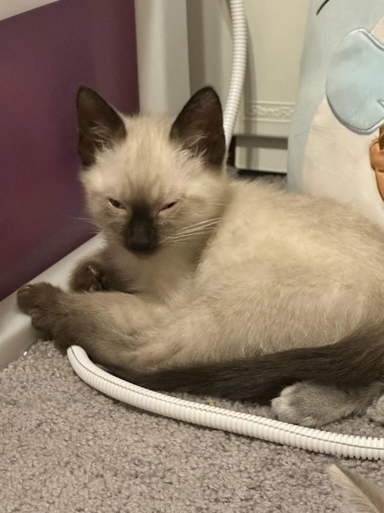 Enlarge Smokey, a Adoptable Siamese in Patchogue, NY image 6/6