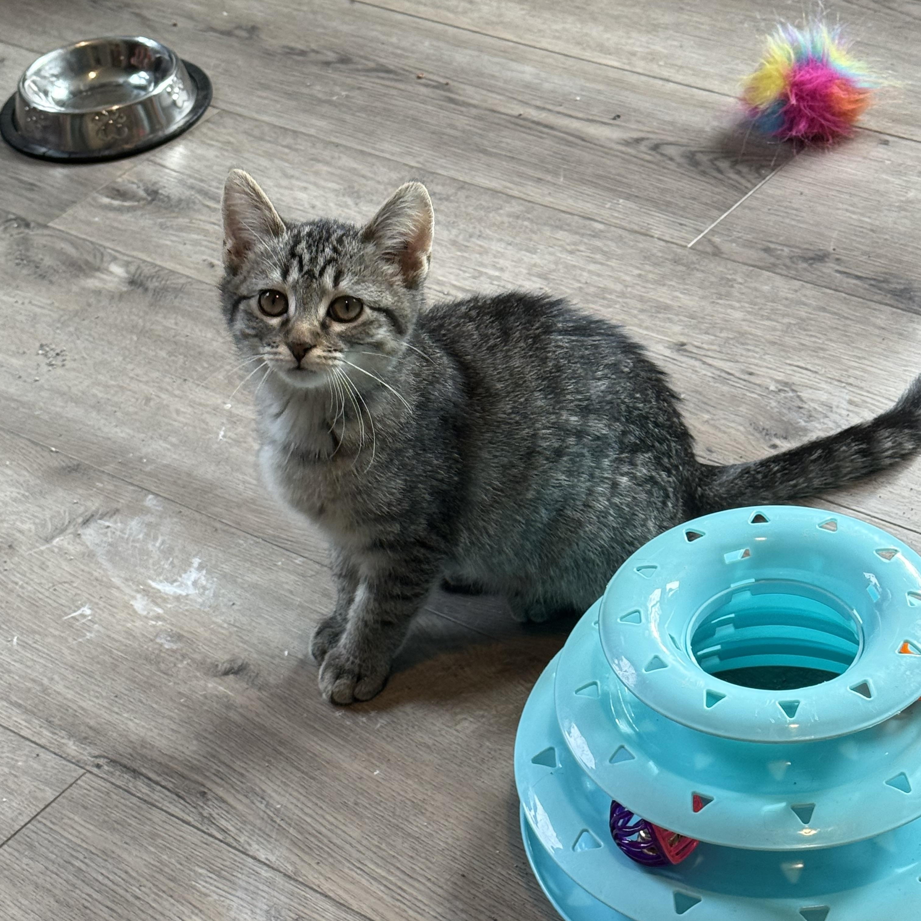 Bella, ADOPTABLE, Kitten Female Domestic Short Hair & Tabby.