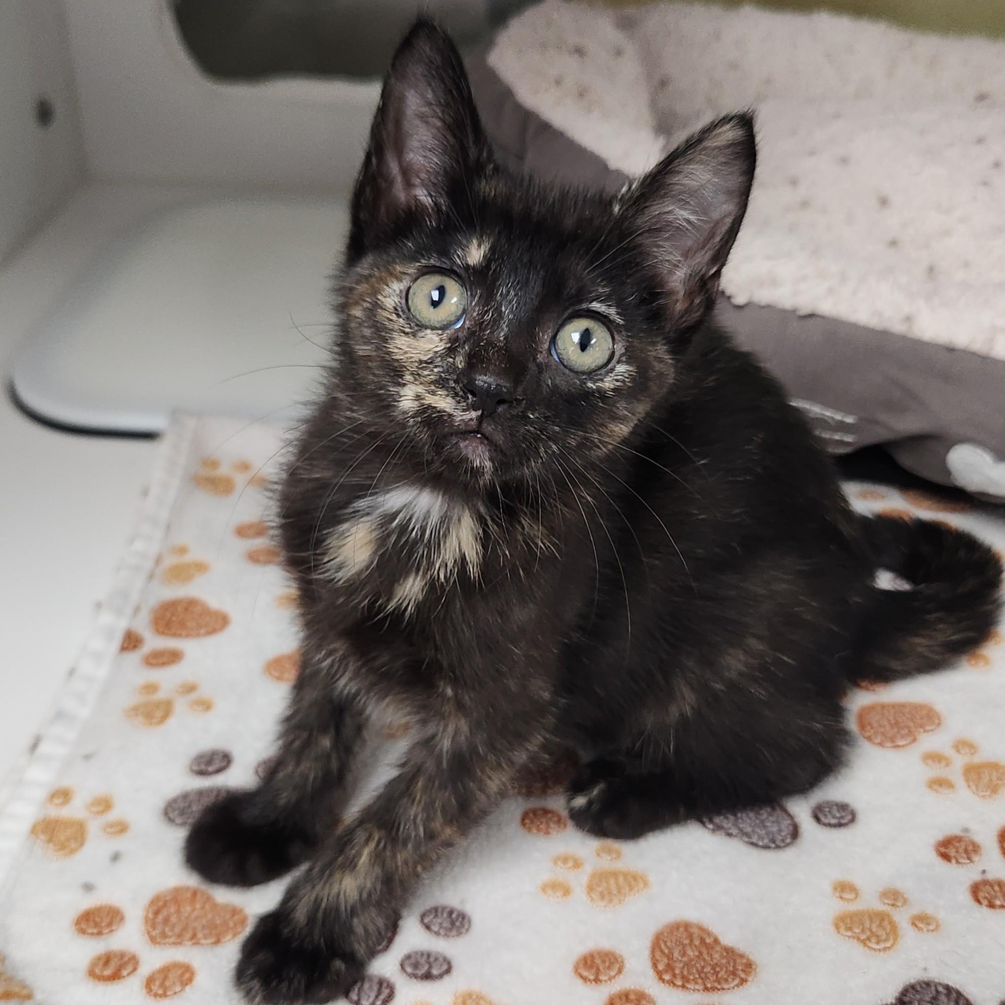 Enlarge Enoki, a ADOPTABLE Tortoiseshell in Marshfield, WI image 5/6