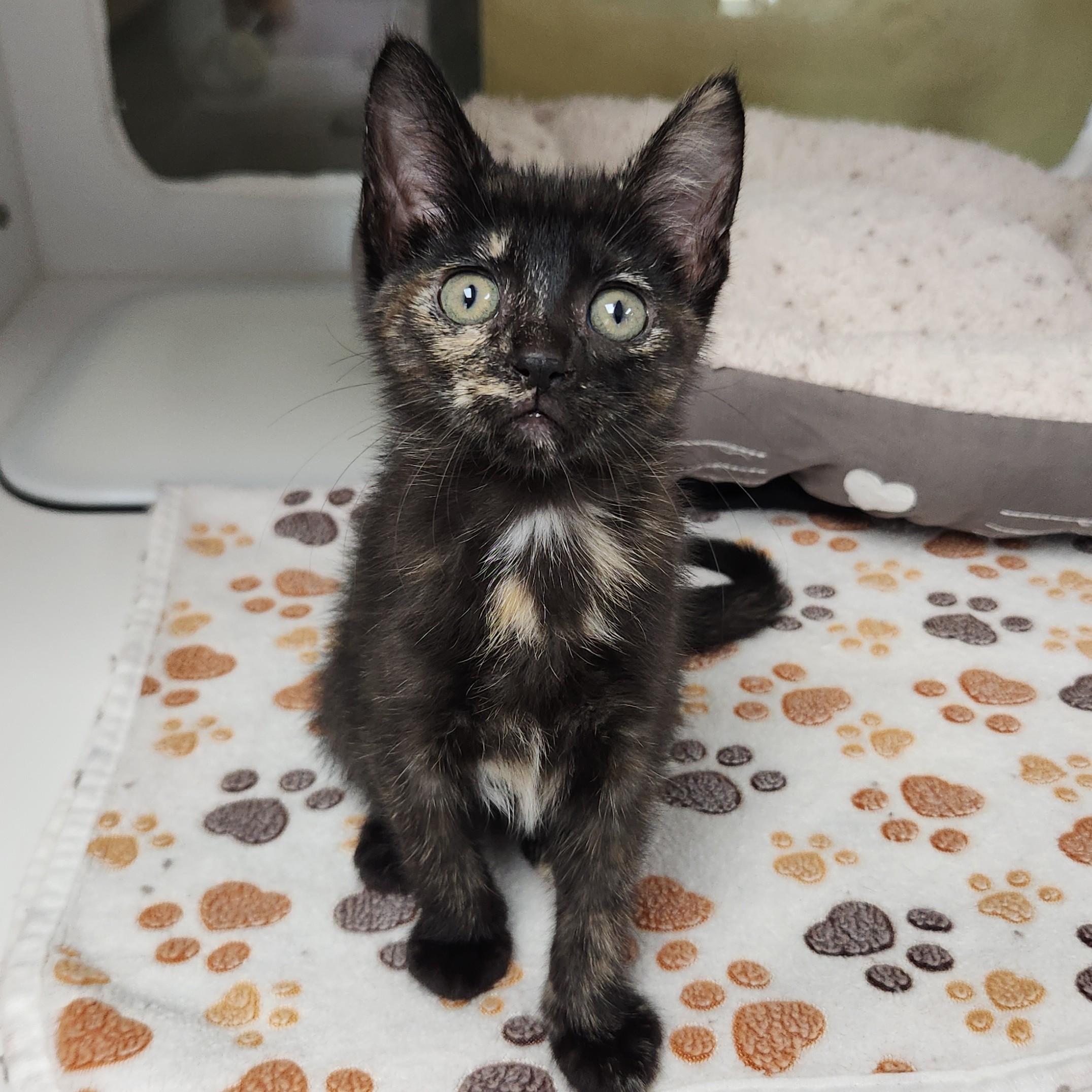 Enoki, ADOPTABLE, Kitten Female Tortoiseshell.