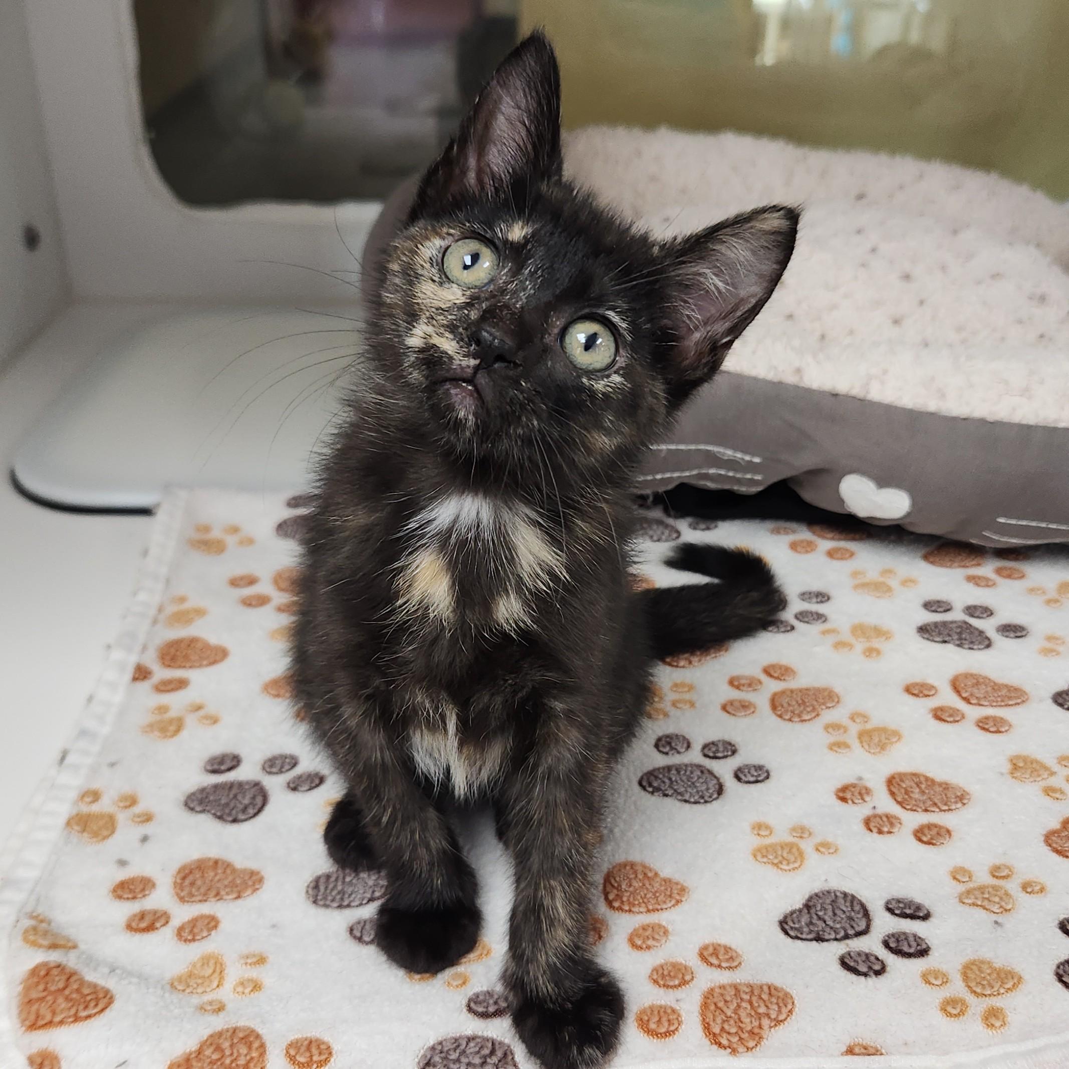 Enlarge Enoki, a ADOPTABLE Tortoiseshell in Marshfield, WI image 3/6