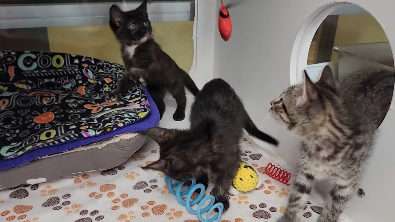 Enlarge Enoki, a ADOPTABLE Tortoiseshell in Marshfield, WI video 6/6