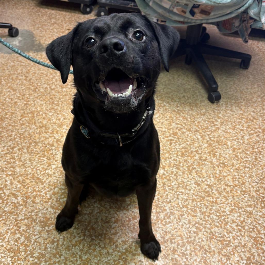 Enlarge Rev, a Adoptable mixed breed in Chehalis, WA image 1/2