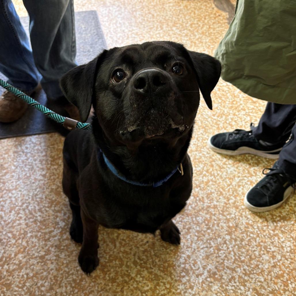 Enlarge Rev, a Adoptable mixed breed in Chehalis, WA image 2/2