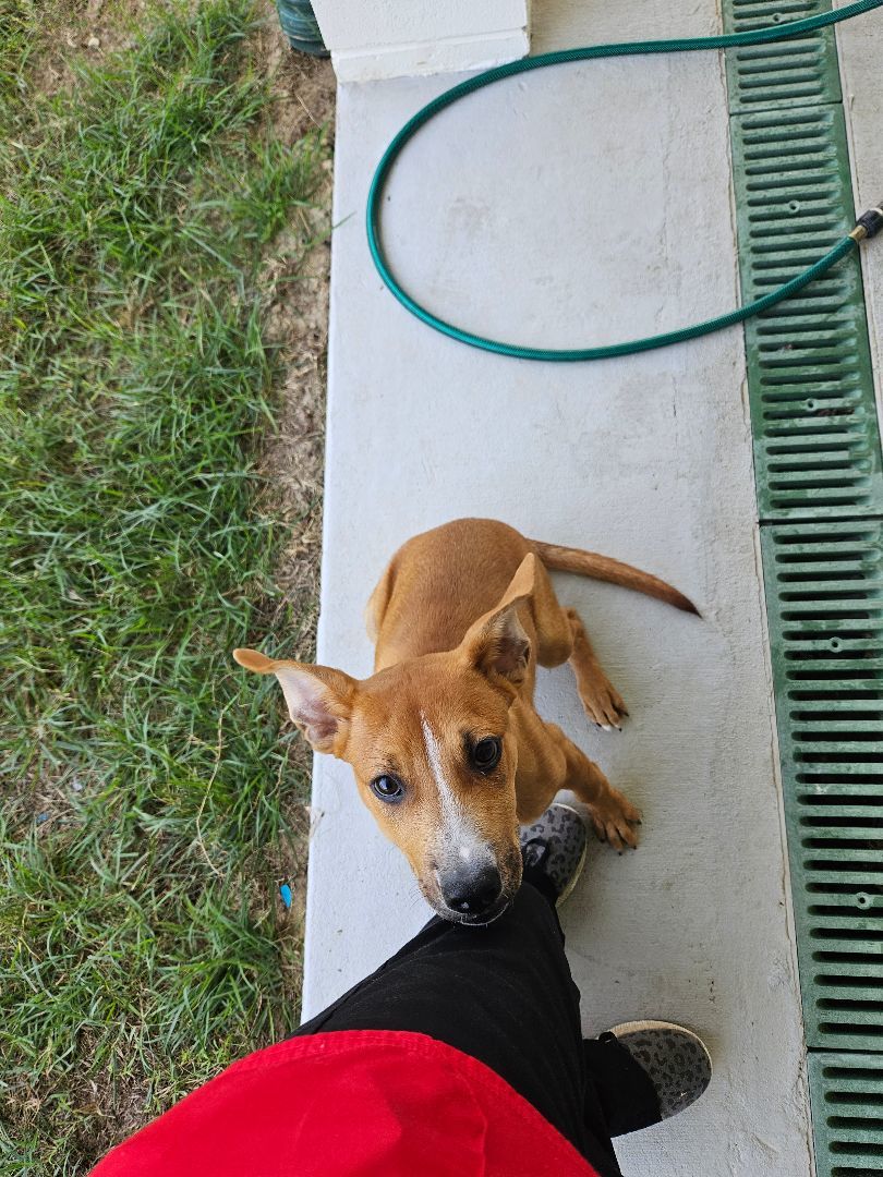 Enlarge Rosie, a Adopted mixed breed in Williston, FL image 1/1