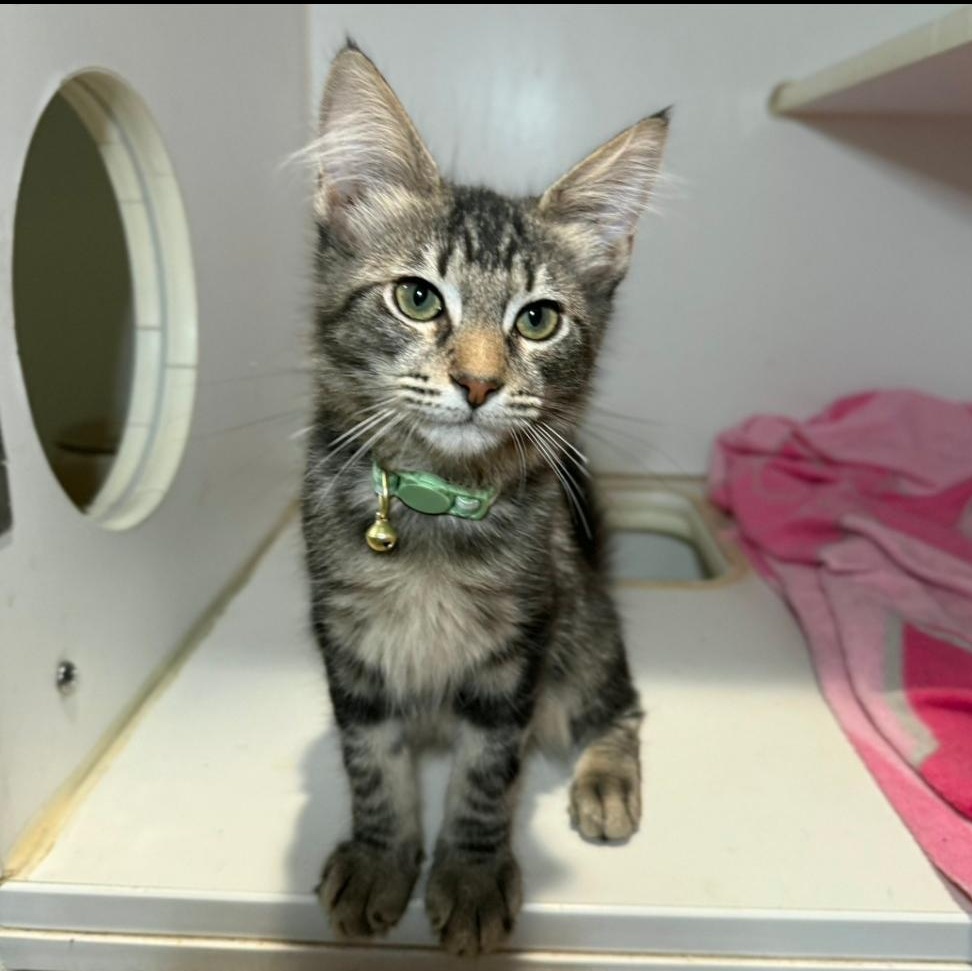 Enlarge MONTY, a Adopted Domestic Medium Hair in Ontario, CA image 2/5