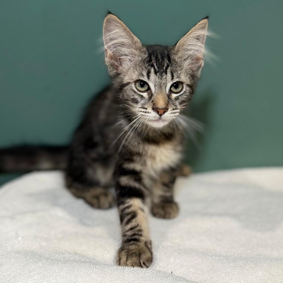 Enlarge MONTY, a Adopted Domestic Medium Hair in Ontario, CA image 5/5