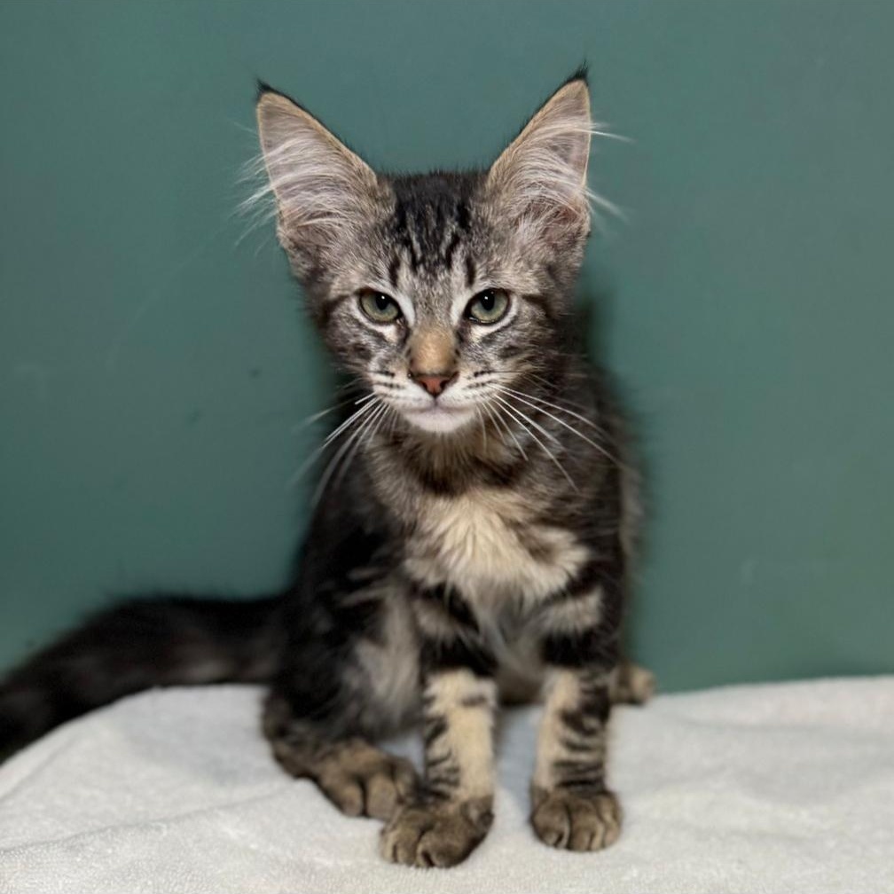 Enlarge MONTY, a Adopted Domestic Medium Hair in Ontario, CA image 4/5