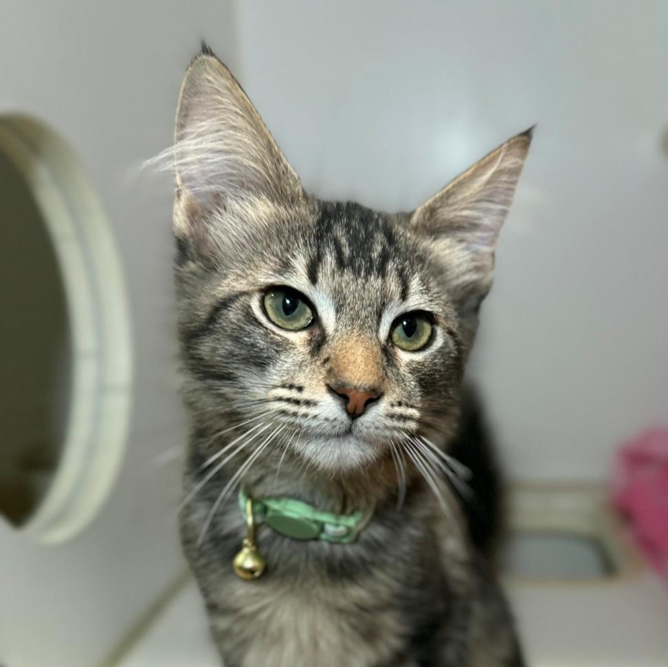 MONTY, Adopted, Kitten Male Domestic Medium Hair.