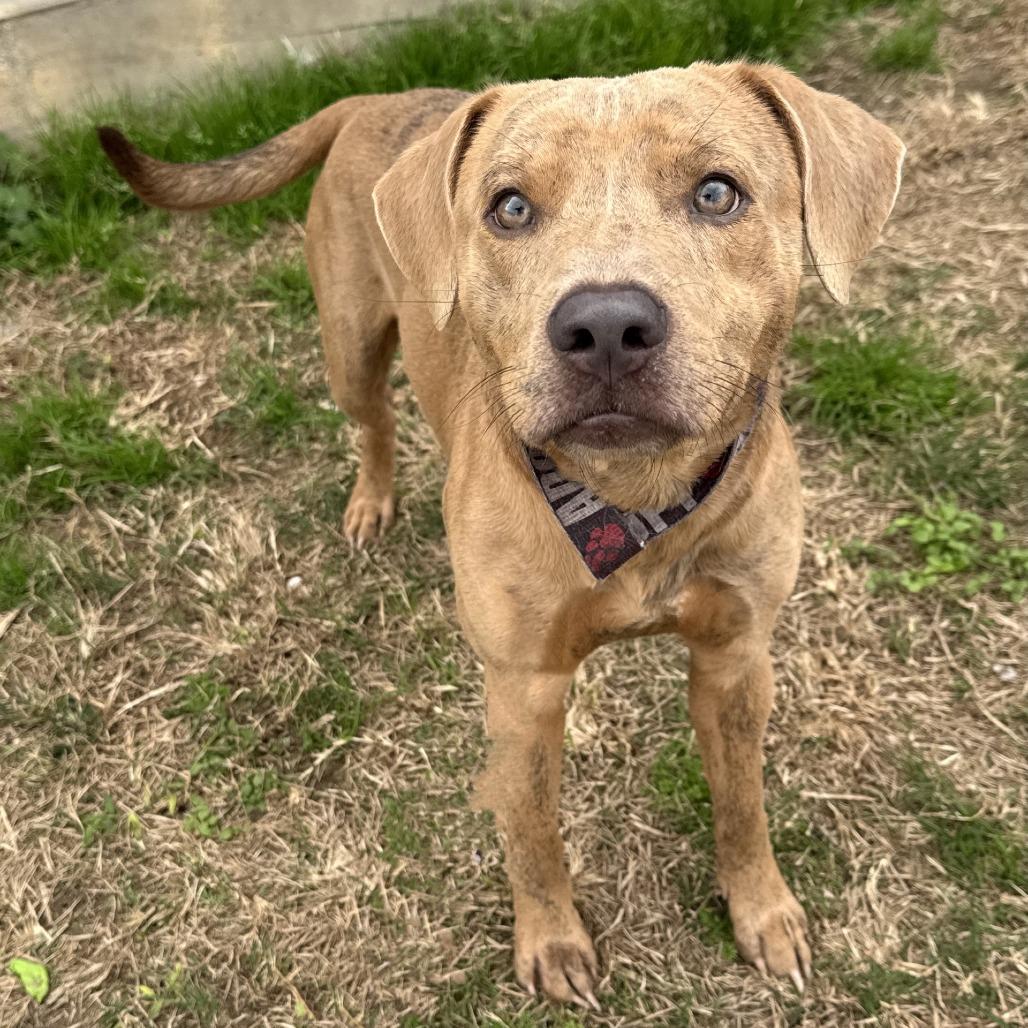 Enlarge Friday, a Adoptable mixed breed in Beaumont, TX image 1/2