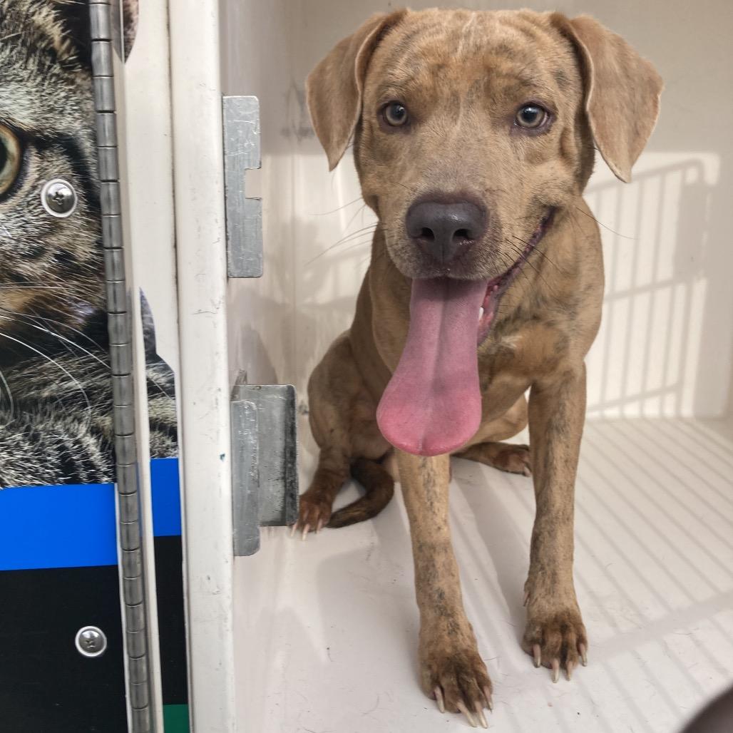 Enlarge Friday, a Adoptable mixed breed in Beaumont, TX image 2/2