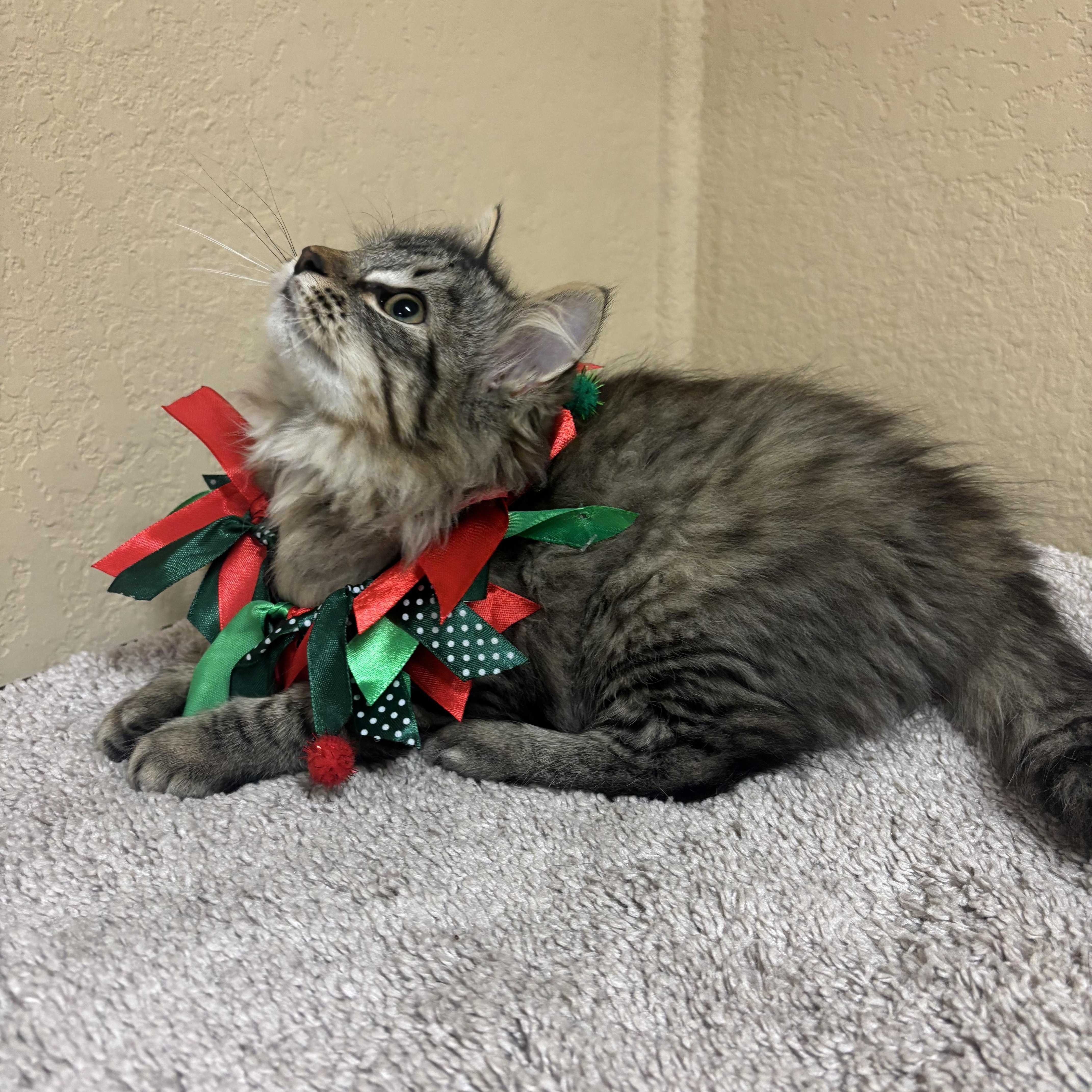 Serenity, ADOPTABLE, Kitten Female Domestic Long Hair.