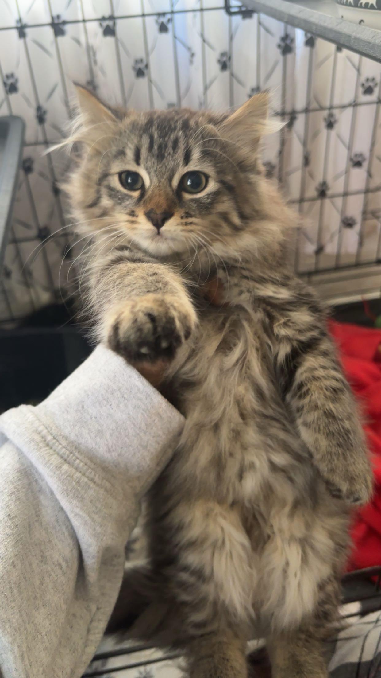 Serenity, a ADOPTABLE Domestic Long Hair in Statesboro, GA image 2/4