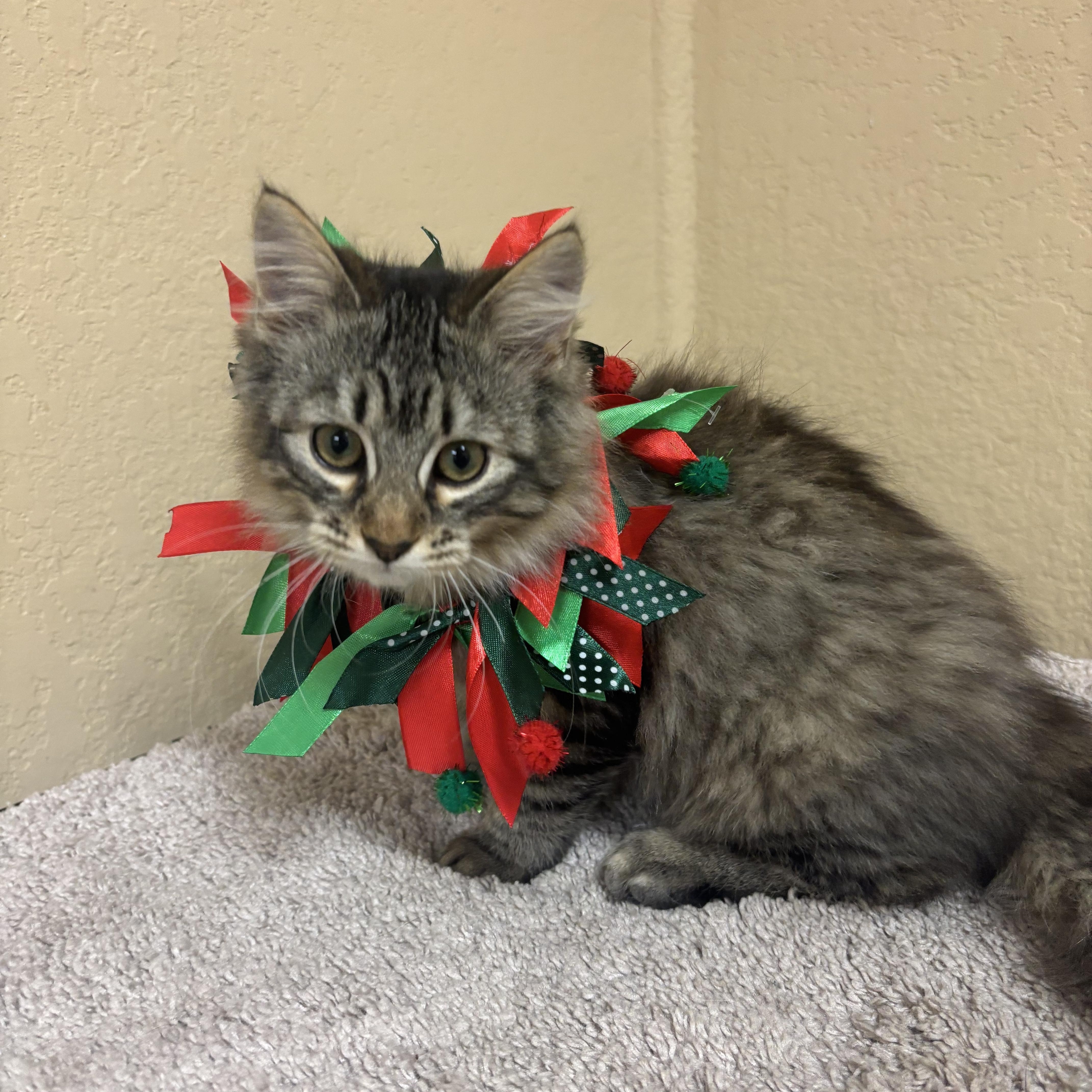 Serenity, a ADOPTABLE Domestic Long Hair in Statesboro, GA image 3/4