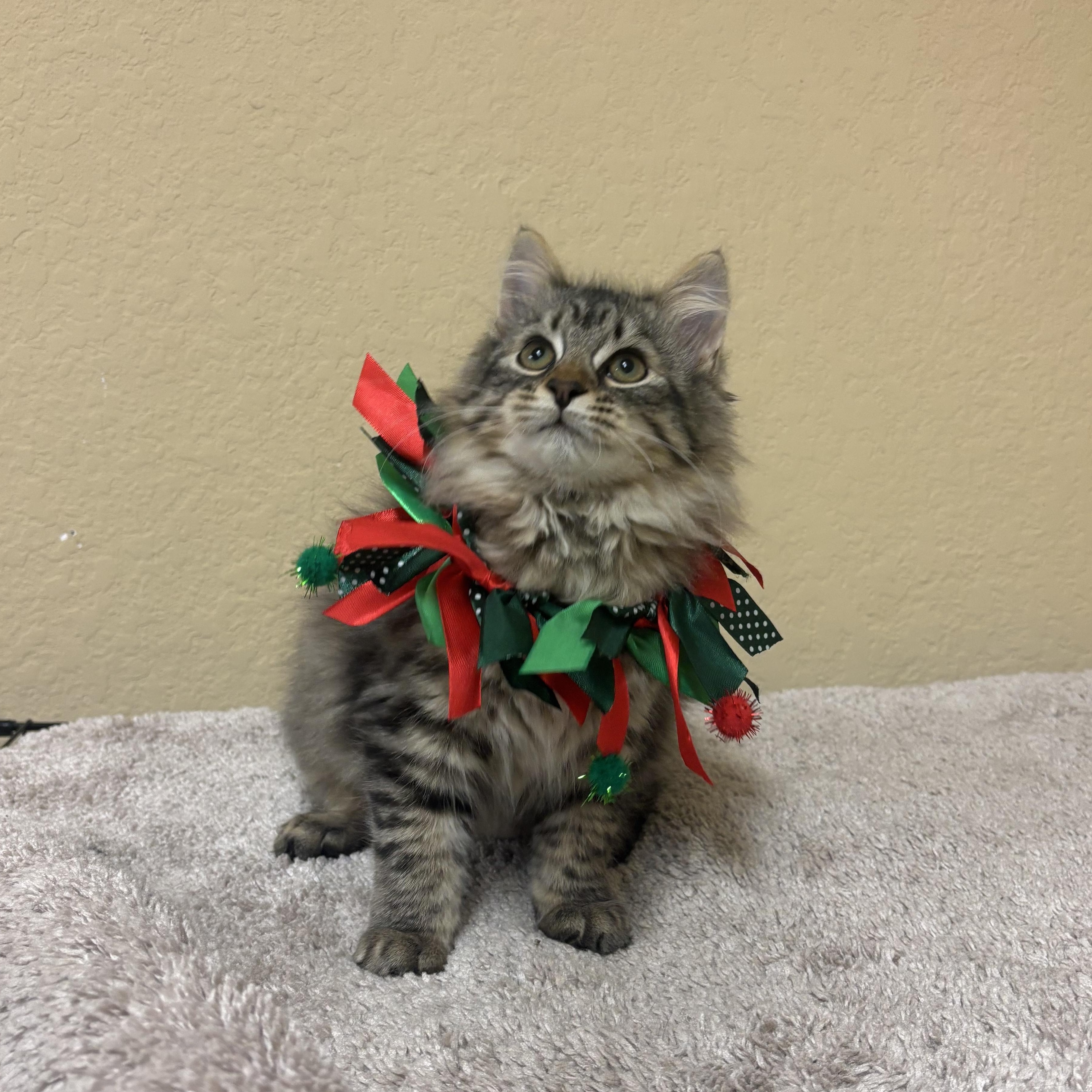 Serenity, a ADOPTABLE Domestic Long Hair in Statesboro, GA image 4/4