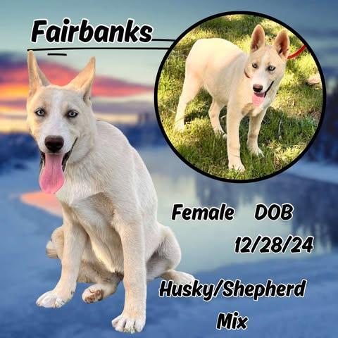 Fairbanks, Baby Female Husky