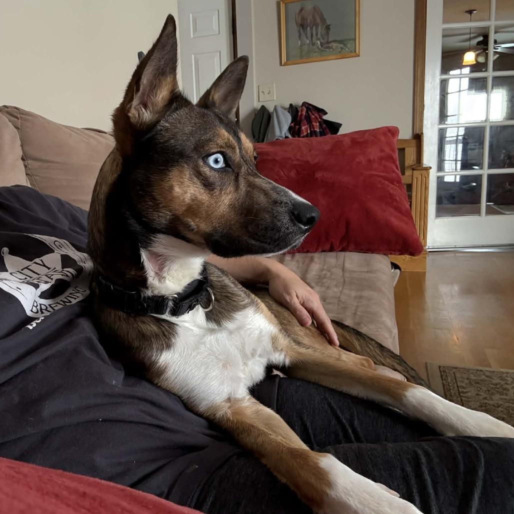 Enlarge 737 (2025) Saphie, a Adoptable Cattle Dog in Parker, CO image 1/6