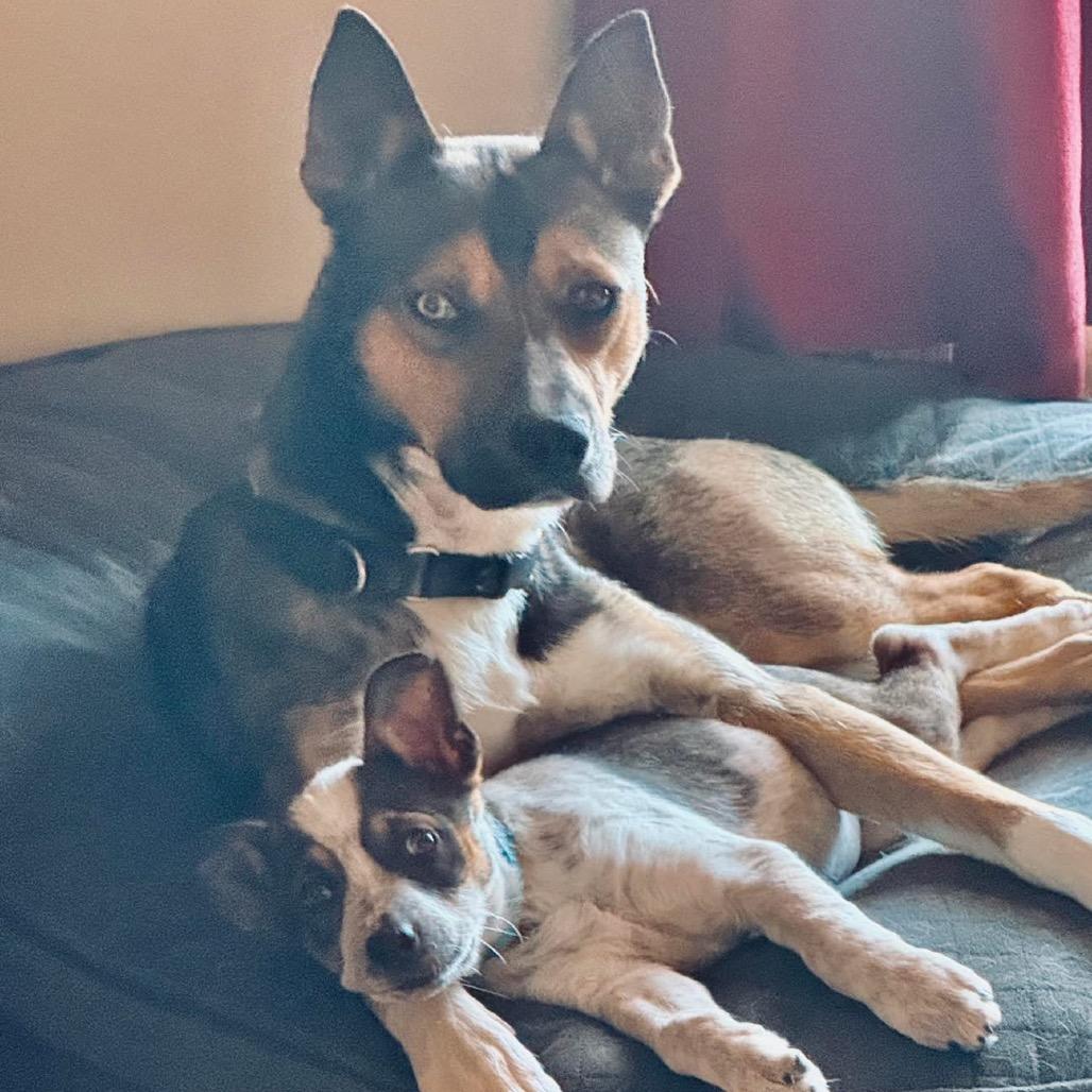 Enlarge 737 (2025) Saphie, a Adoptable Cattle Dog in Parker, CO image 2/6